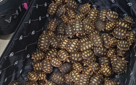 PRF flagra passageiro de ônibus com cerca de 600 filhotes de jabutis dentro de malas