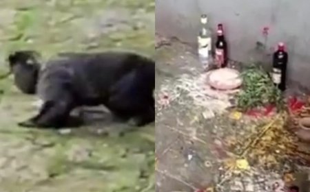 Macaco é resgatado após ser flagrado embriagado por consumir oferenda com bebida alcoólica