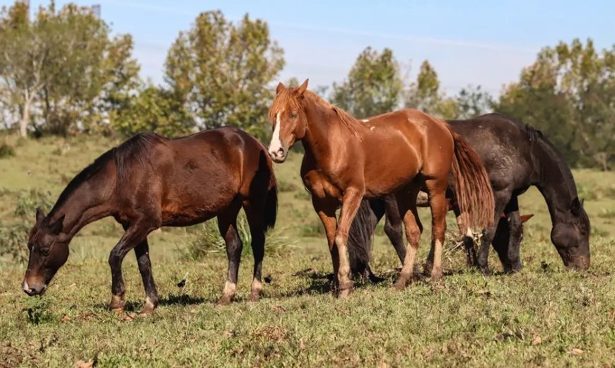 Ração contaminada com substância tóxica mata 284 cavalos