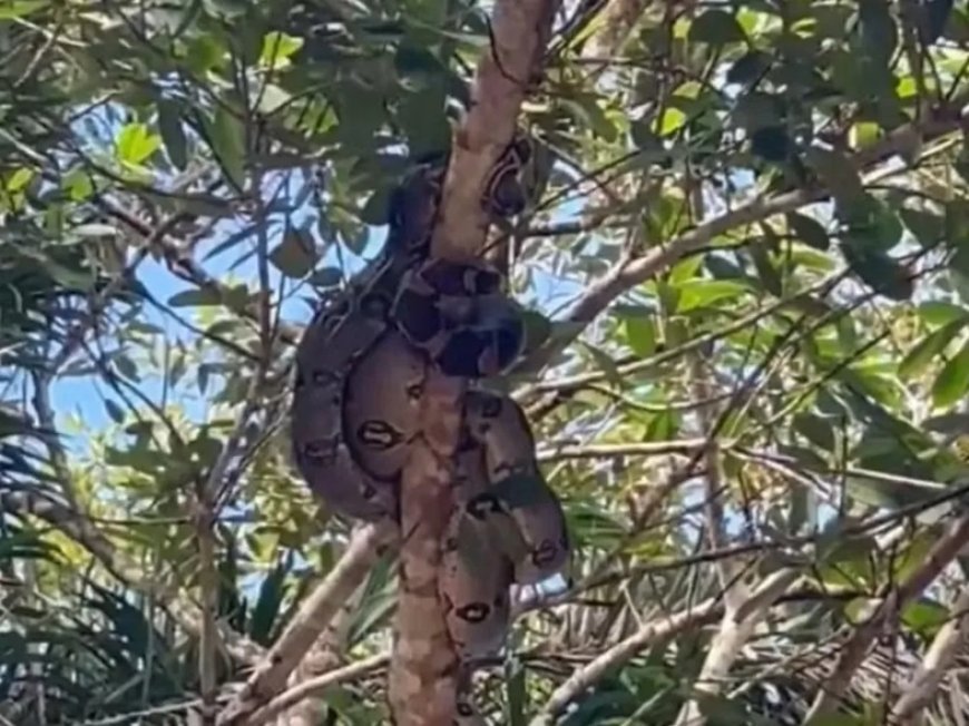 Cinco jiboias são resgatadas em galho de árvore no interior do Acre