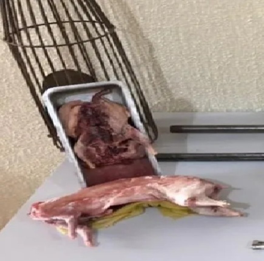 Pegos no flagra! Dupla é presa com armas e animal silvestre abatido no TO
