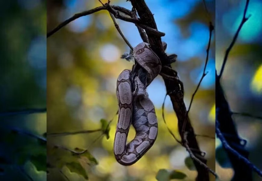 Cobra é flagrada engolindo pássaro em árvore no Parque Cesamar, em Palmas