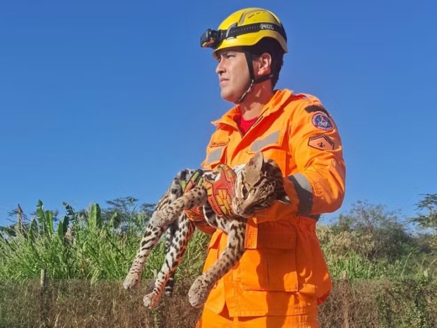 Jaguatirica é encontrada morta e suspeita é de atropelamento em Itaúna