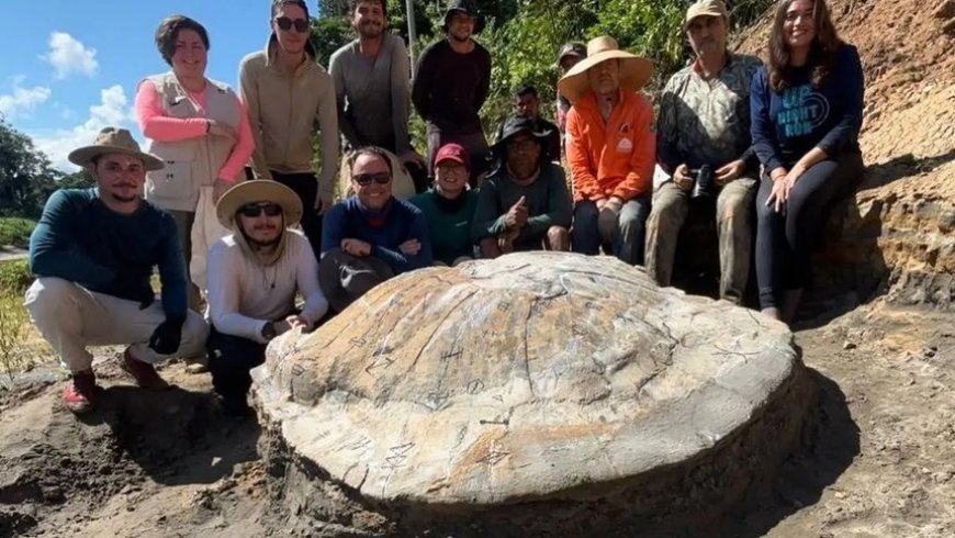 Fóssil raro de tartaruga-gigante do Mioceno é encontrado no Acre
