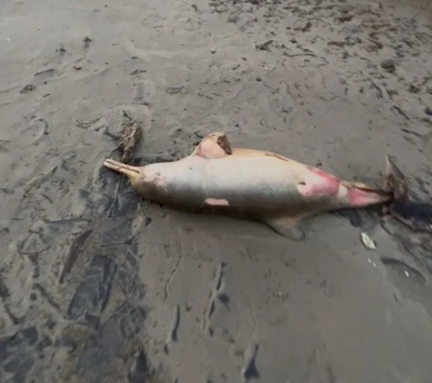 Mar invade cidade no RS após ciclone e morador encontra golfinho no asfalto