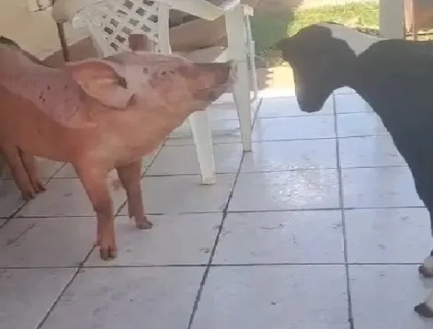 Porca 'aprende a latir' após conviver com cachorros em propriedade rural do Paraná; Veja o vídeo