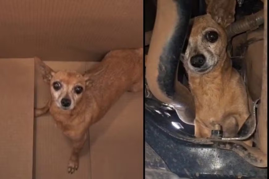 Cadela viaja mais de 300 km escondida no motor de carro e é resgatada sem ferimentos em Campo Grande