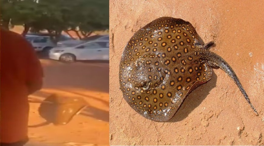 Polícia investiga caso de maus-tratos a arraia em praia de Palmas após vídeo viralizar