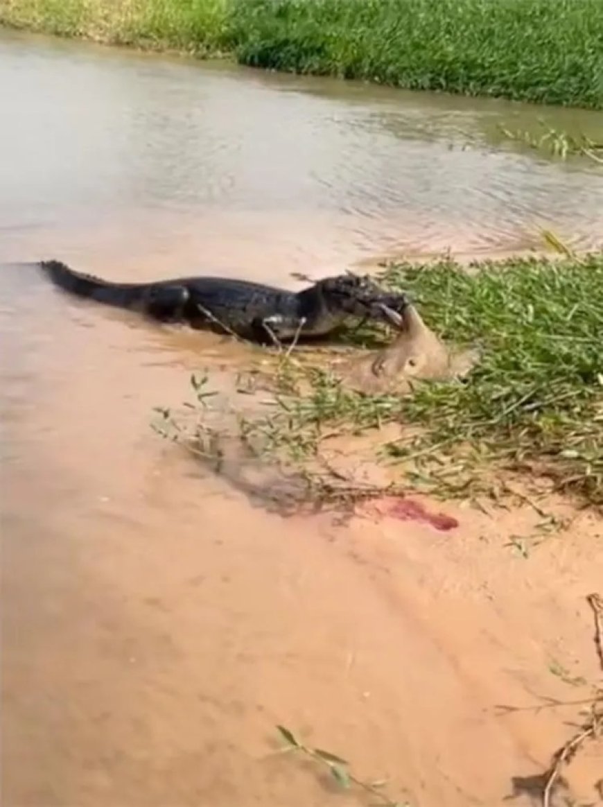 Pantanal selvagem: Jacaré ataca arraia e cena choca pescadores; veja vídeo