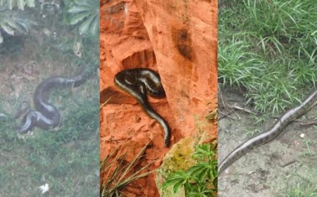 Veja a sucuri gigante que vive isolada em buraco milenar de MS