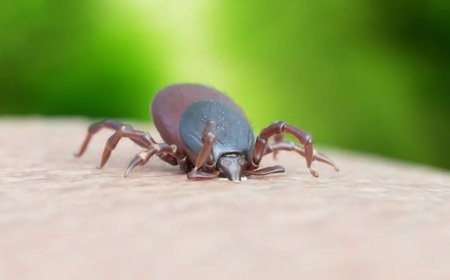 Doença de Lyme: entenda o que é, sintomas e tratamento