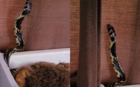 Família leva susto ao encontrar cobra dentro de berço de bebê em SC