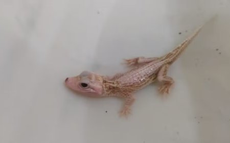 Filhote de jacaré com condição rara de saúde é resgatado em SC