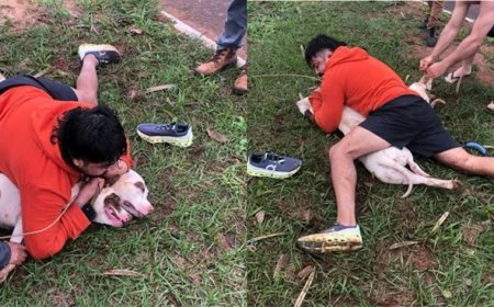 Vídeo: lutador de muay thai imobiliza dois pitbulls após ser atacado em MS