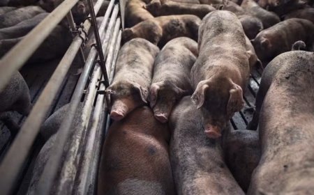 Fazendeiro é acusado de alimentar porcos com corpos de mulheres