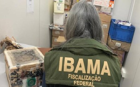 Ibama impede tentativa de tráfico internacional de 400 abelhas