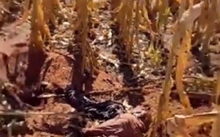 Agricultores passam com maquina em cima de corpo