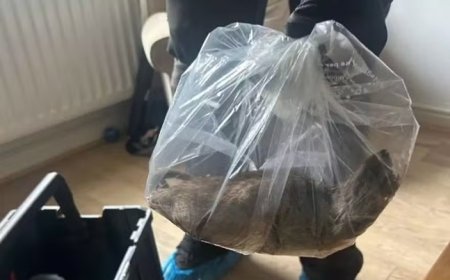 Rato gigante de 56 centímetros é abatido no Reino Unido