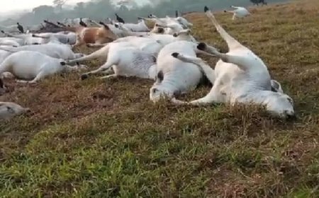 Queda de raio mata 16 animais em fazenda de Rondônia