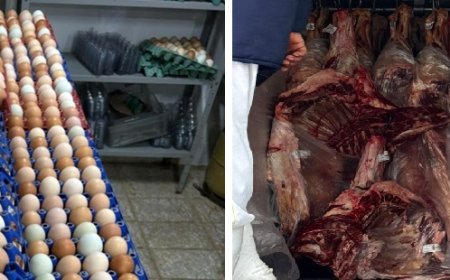 Ratos são flagrados em meio a mil ovos que seriam vendidos no Lago Sul