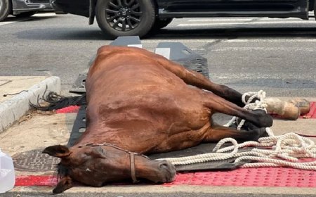 Vídeo: égua de carruagem desmaia e morre no meio da rua