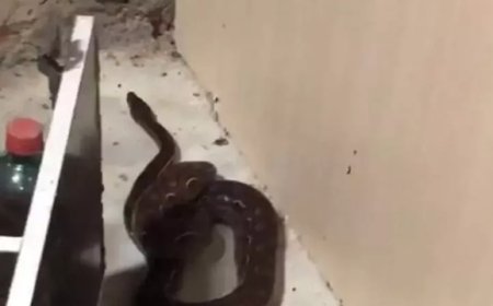 Grávida leva susto ao encontrar cobra dentro de casa