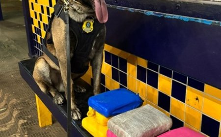 Cão farejador da PRF localiza entorpecente em ônibus na BR-364