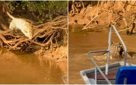 Turistas presenciam onça-pintada atacando jacaré no Pantanal de Mato Grosso; VEJA O VÍDEO
