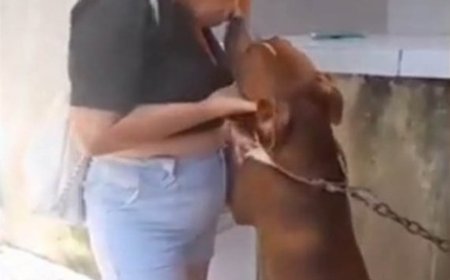 Mulher tenta dar selinho em pitbull e acaba mordida nos lábios