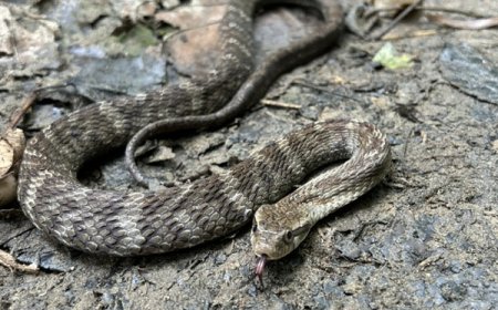Conheça as falsas-jararacas, espécies que imitam a serpente peçonhenta, mas são inofensivas