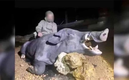 Javali gigante’ de cerca de 250kg é abatido por caçadores em fazenda