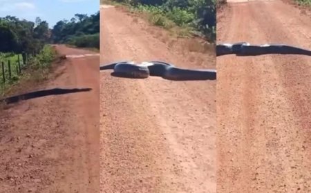 Sucuri gigante é flagrada atravessando estrada em RO