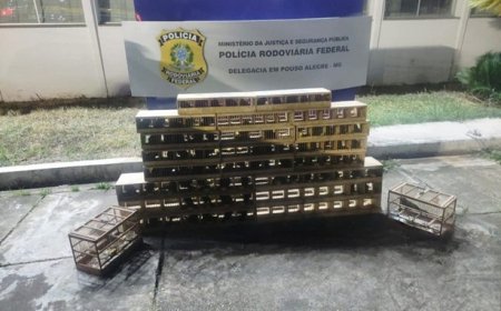 PRF e PMRv resgatam 86 pássaros silvestres transportados ilegalmente em Pouso Alegre (MG)