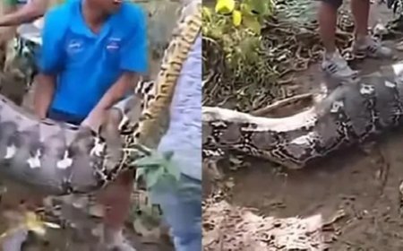Agricultor é encontrado morto após ser engolido por píton de 8 metros; imagens são fortes