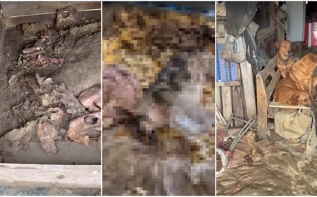 Cães são achados mortos em freezer de terreno que funcionava como abrigo em SC