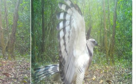 Ave de rapina rara é registrada pela primeira vez em vídeo no Parque Nacional do Iguaçu