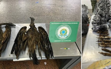 Cargas de 170 kg com aves e ratos empalhados são apreendidas em SP