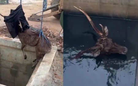 Vídeo: cervo asiático é resgatado em estação de tratamento do RJ