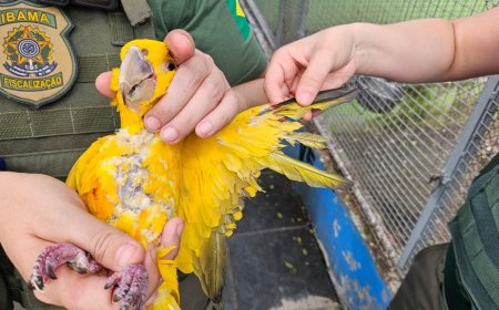 Mais de 200 aves silvestres são apreendidas em criatório no Rio de Janeiro