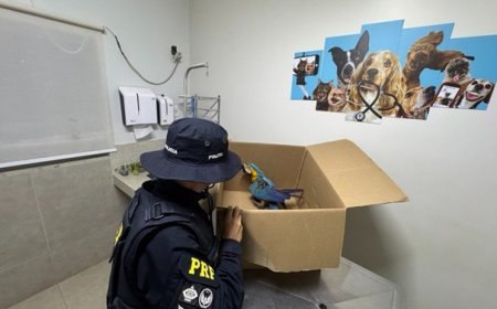 PRF resgata arara-canindé ferida após atropelamento na BR-153, em Gurupi/TO