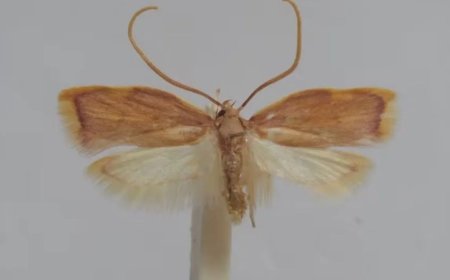 Cientista batiza nova espécie de inseto com o nome da esposa