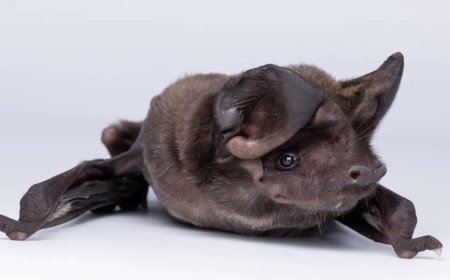 Homem-morcego do México quer salvar os "animais mais injustiçados da Terra"