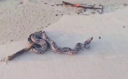 Jiboia é encontrada por banhistas na Praia em Aracaju