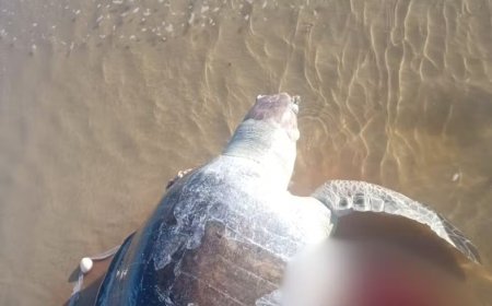 Tartaruga marinha é encontrada morta na Praia