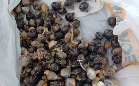 Detento é flagrado com drogas no estômago ao retornar de Saída Temporária de Dia dos Pais no MA