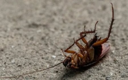 Baratas podem transmitir até 7 doenças graves; saiba