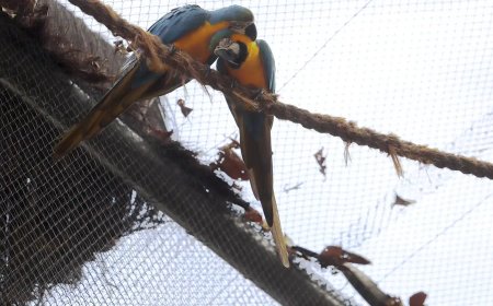 Zoológico do Rio reabre após interdição por casos de gripe aviária