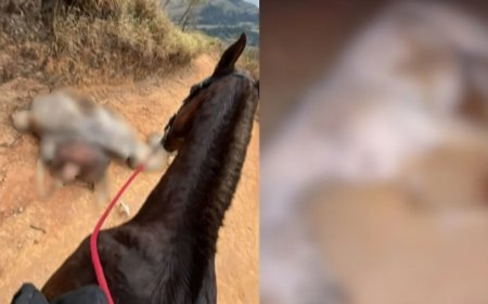 Cavalo mutilado: animal caiu por exaustão após ser forçado a cavalgar 15 km