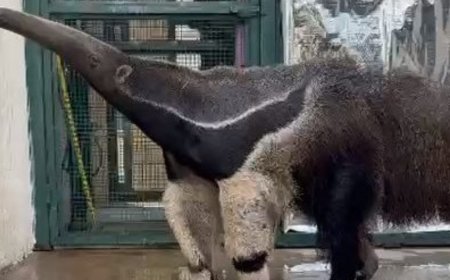 Vídeo mostra tamanduá atropelado voltando à natureza após reabilitação em SP