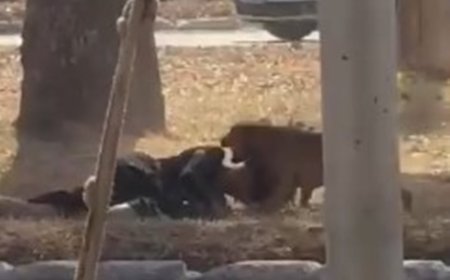 Vídeo: mulher é atacada por seis cães de rua no DF